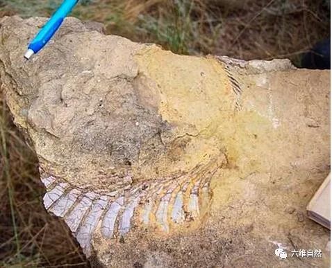 化石上锯状的牙齿,旋齿鲨令人不寒而栗,专家更被它牙齿位置困扰
