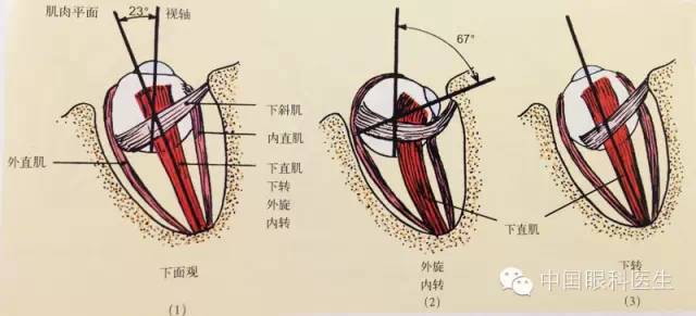 精美眼科解剖图详解_示意图