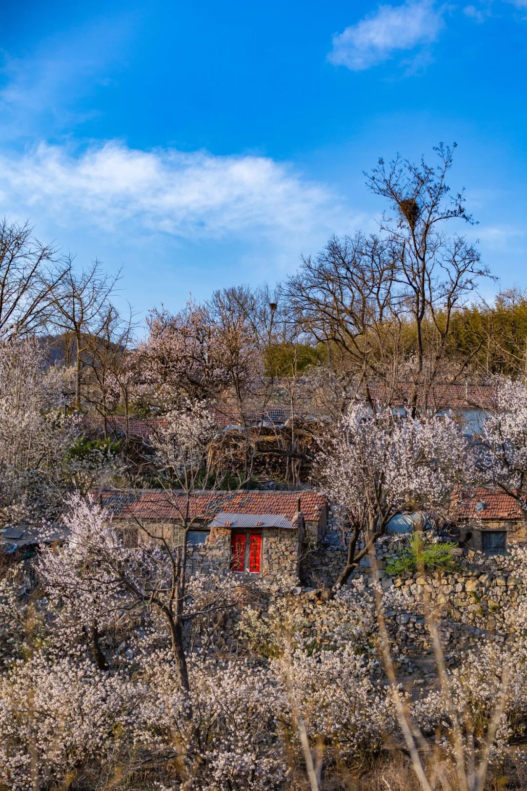 五莲这个小山村隐藏着一片绝美的樱桃花海