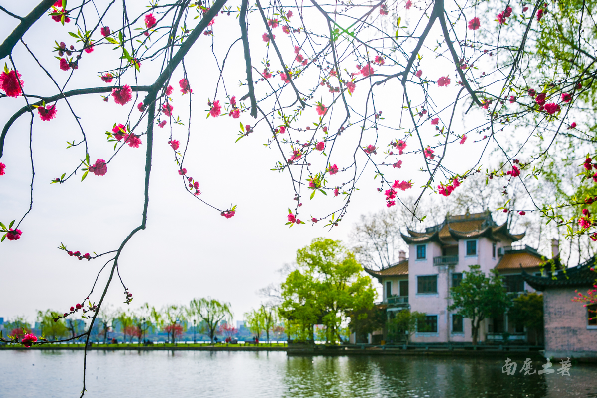 杭州人惦记的白堤桃花开了，西湖桃红绿柳，鸳鸯戏水
