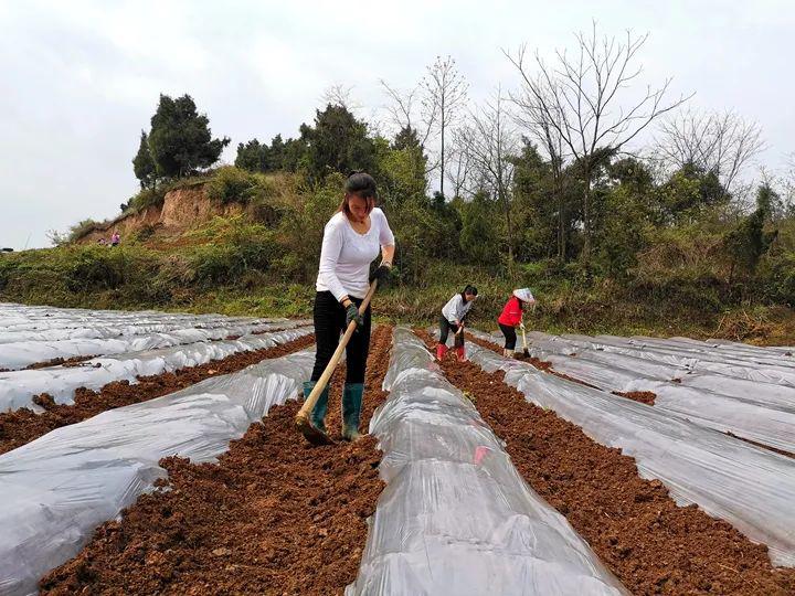 镇远江古镇备春耕抓生产田间地头人正忙