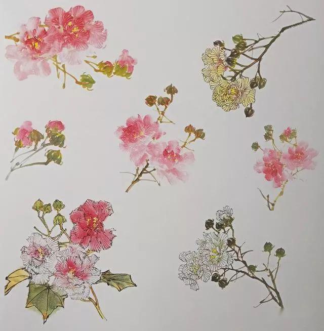 零基础学国画 手把手教你画芙蓉花 简单易学
