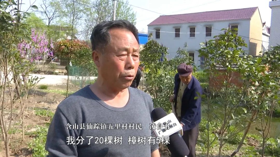 含山县仙踪镇五里村村民凌自书:我分了20棵树,樟树有5棵,桂花树十几棵