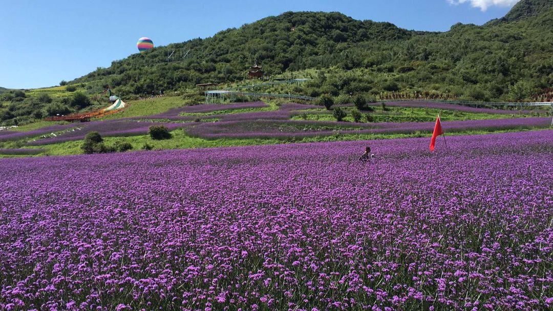 海东市民和县古鄯镇山庄村(七里寺花海)