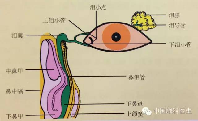 玻璃体基底部玻璃体的解剖视神经结构示意图