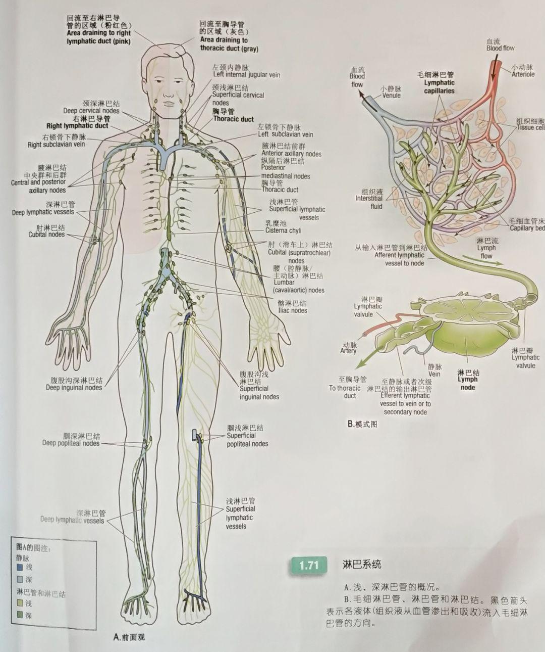 脉针密码 | 经络解剖初探(2)手太阴篇