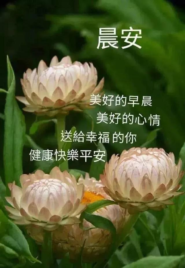 早安暖心的问候祝福语动态图片 适合早上发朋友圈的句子