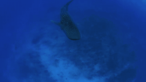 左手深海沙滩右手峭壁沙漠