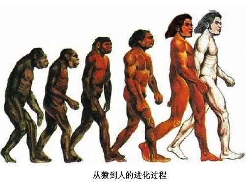 人类的进化(图:www.wendangwang.com)