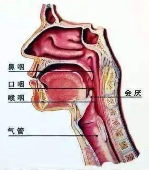 首先,我们的呼吸道和食道在咽部是一个通道,在吞咽的时候我们的会厌会