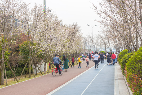 杭州最美跑道变身樱花大道一侧是江景一侧是樱花