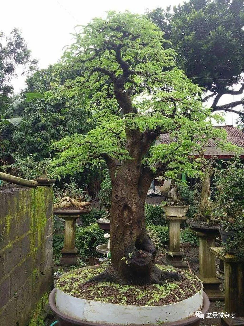 6亿的九里香盆景!十大九不输?能有接盘侠吗?