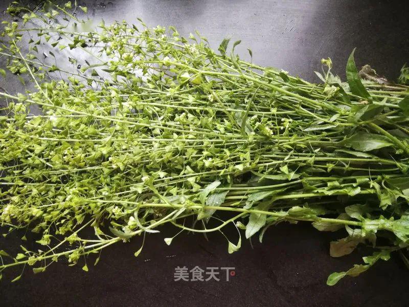 三月三荠菜鸡蛋赛仙丹荠菜这样做清香鲜嫩好吃到停不下筷子