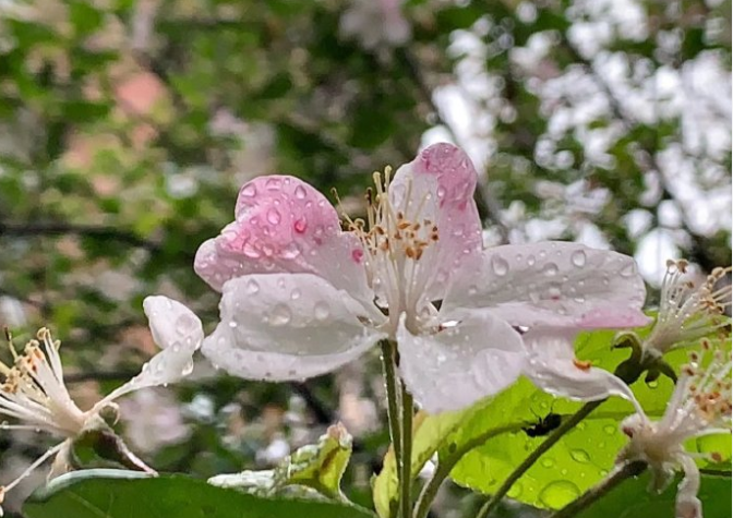 随手拍!雨天的春天,又是别有一翻的美