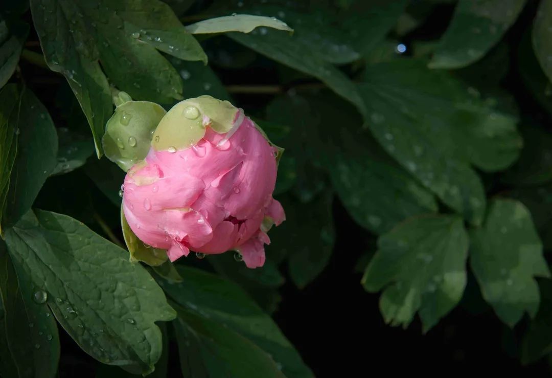 雅赏同里丨春雨贵如油古镇藏诗意