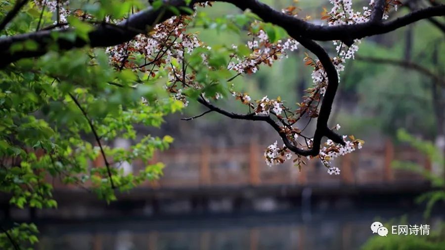 【张昌煜】春花*夜语