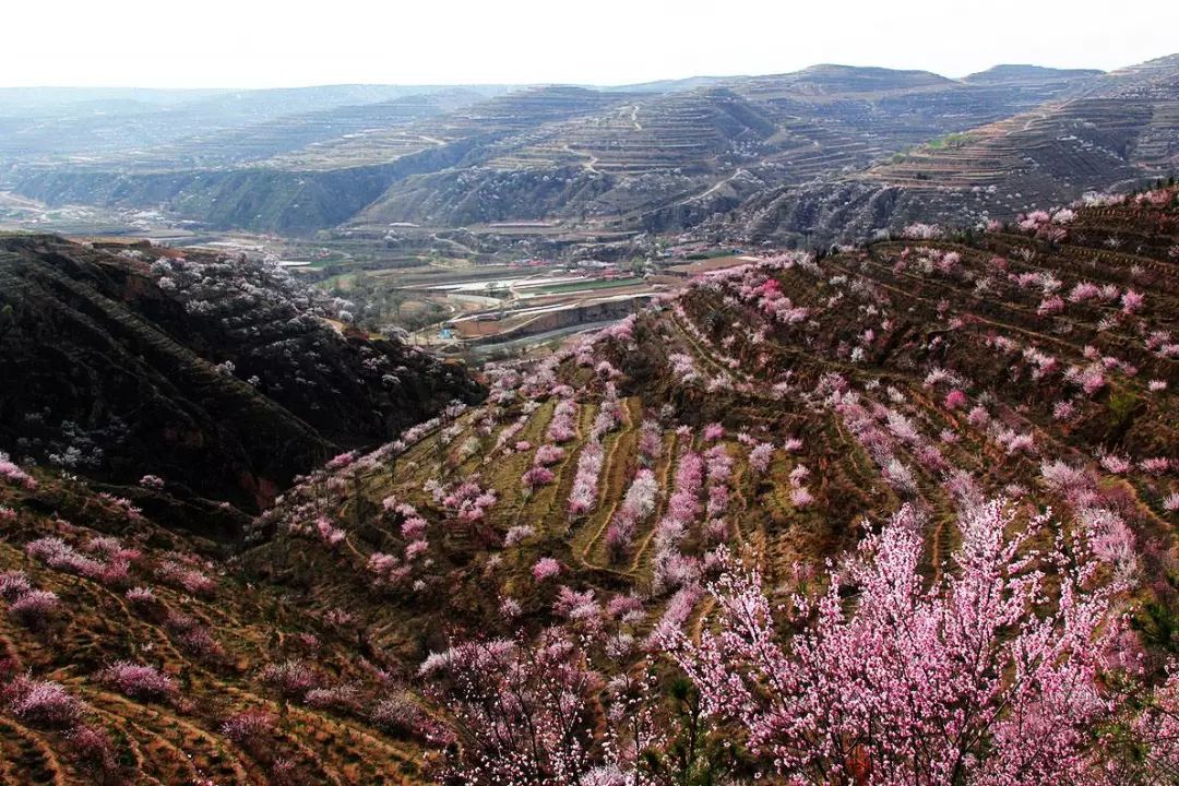 【焦点】自驾赏山花,彭阳这条公路是最佳选择!