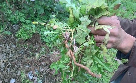 婆婆丁的功效与作用禁忌有哪些 a829382ea7cd4b57a131bfbe16887669.jpeg