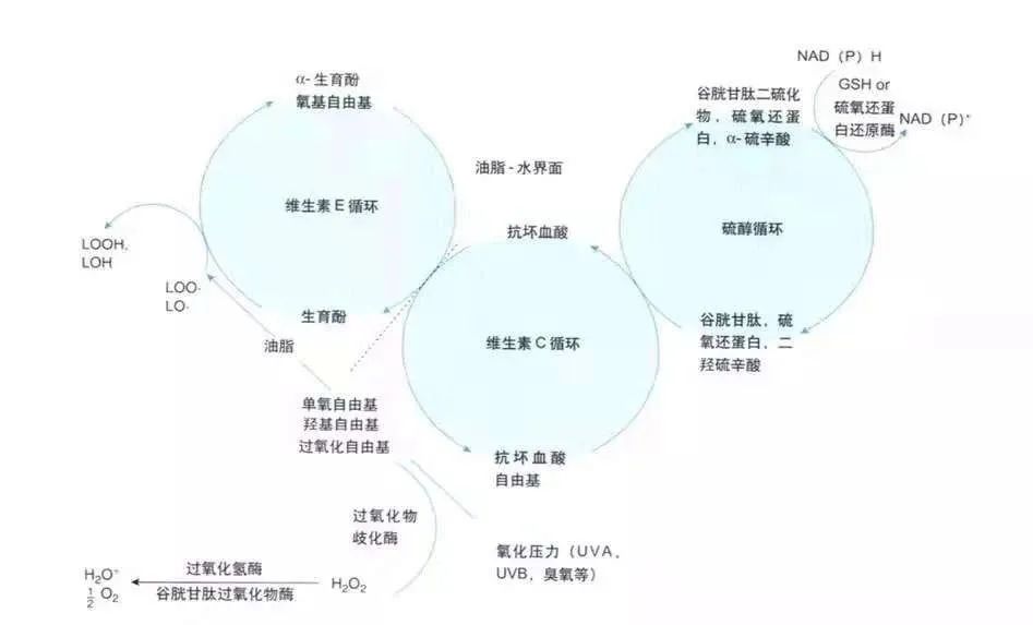 抗氧化精华什么原理_抗氧化是什么意思