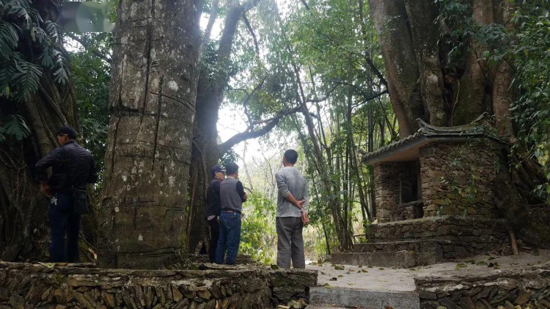 善洲林场下的石头村