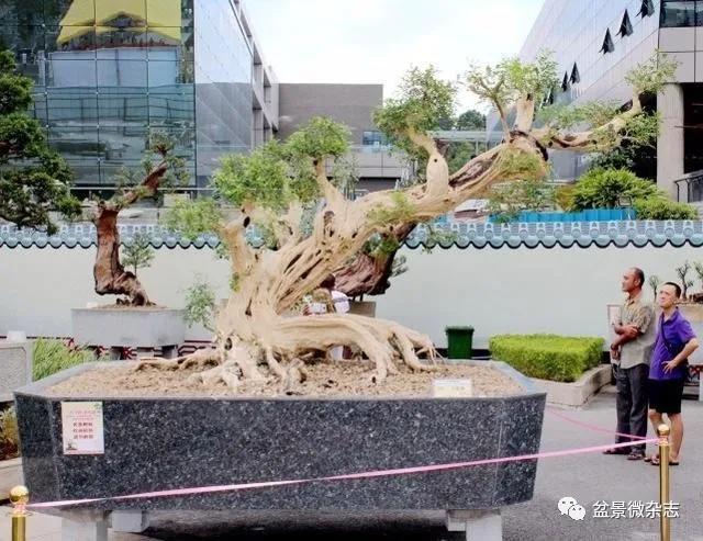 6亿的九里香盆景!十大九不输?能有接盘侠吗?