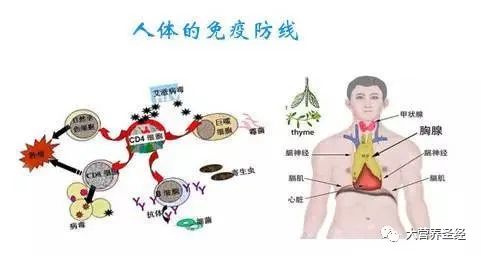 人体免疫系统的组成