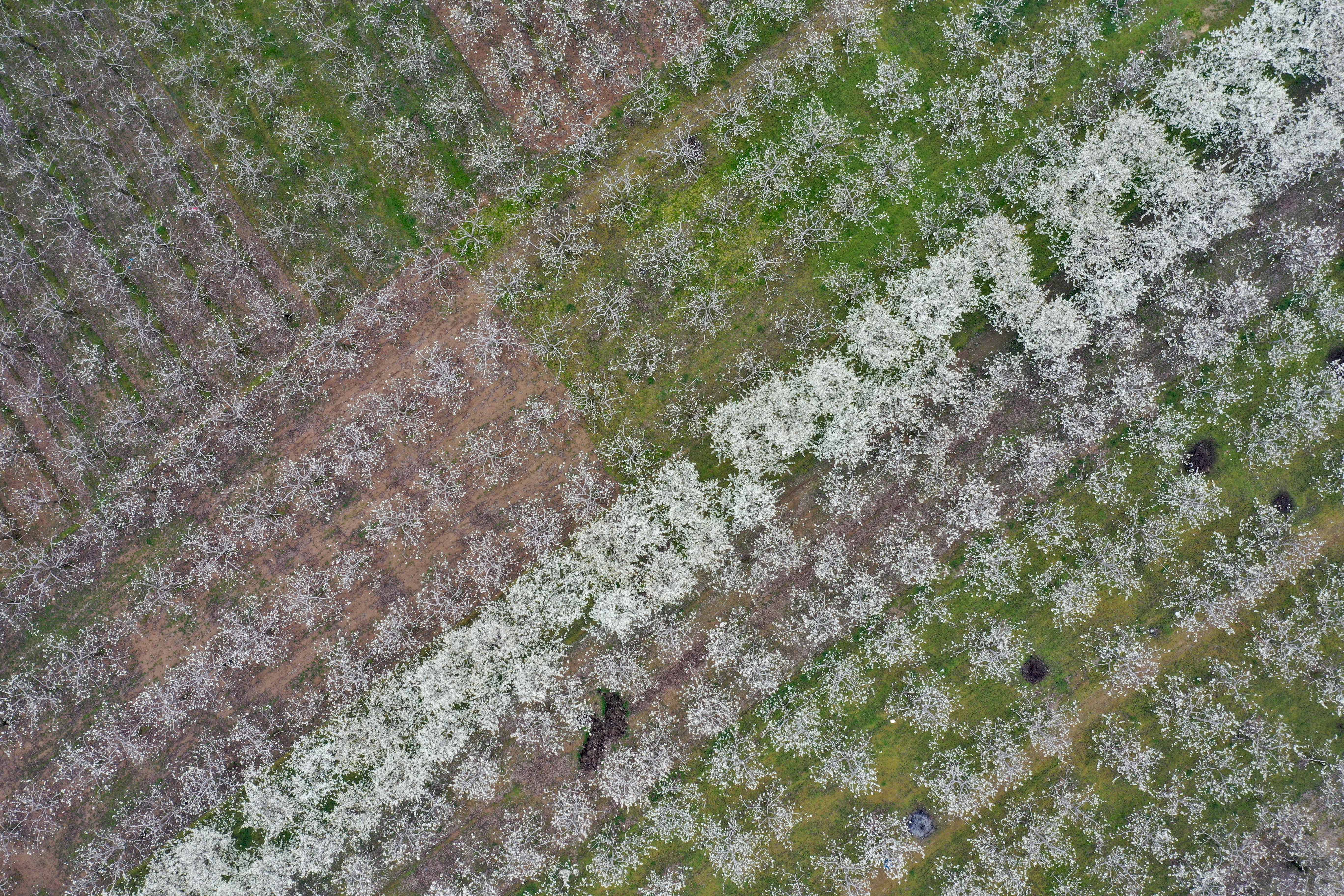 河南宁陵万亩梨花竞芬芳