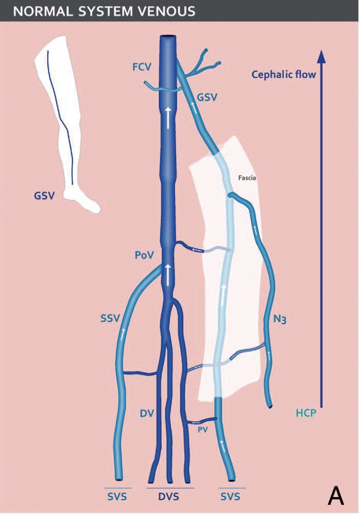 正常的下肢静脉血管网络