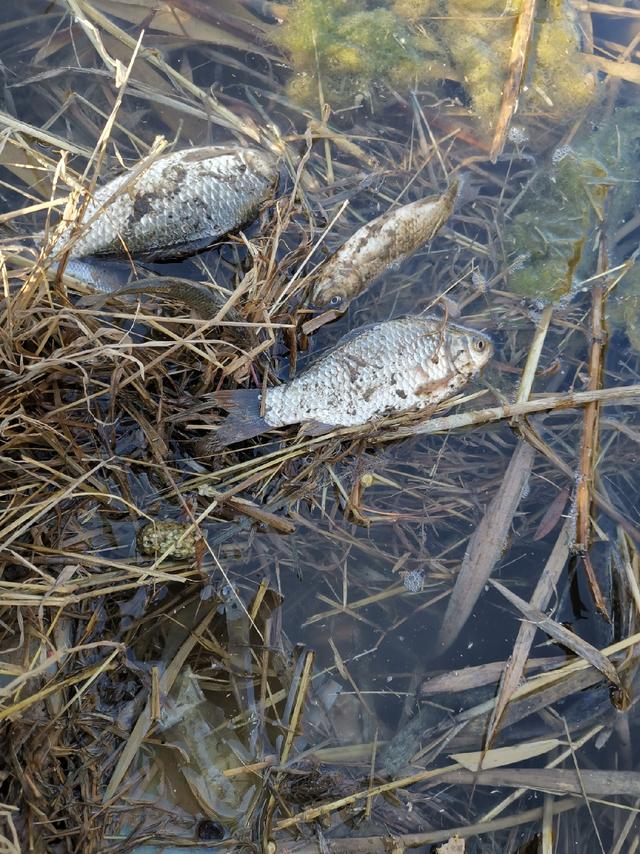 求大师指点：鱼咬钩后又逃脱到底是什么原因？