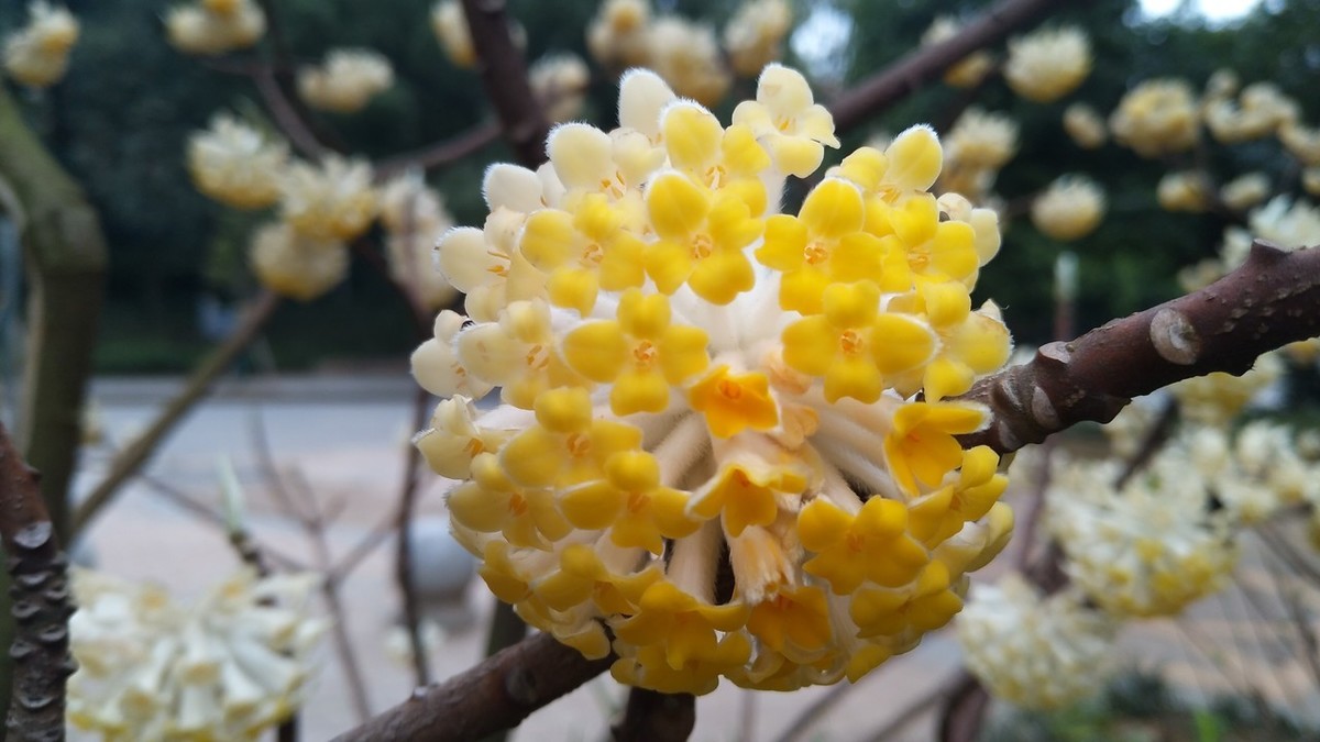 原创结香花是怎么养成的学会几个小妙招锦簇金球永结香