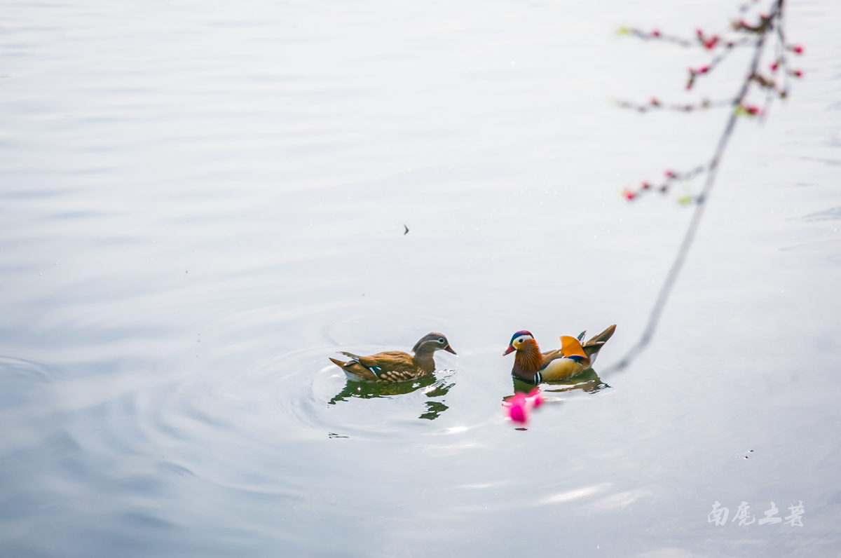 杭州人惦记的白堤桃花开了，西湖桃红绿柳，鸳鸯戏水