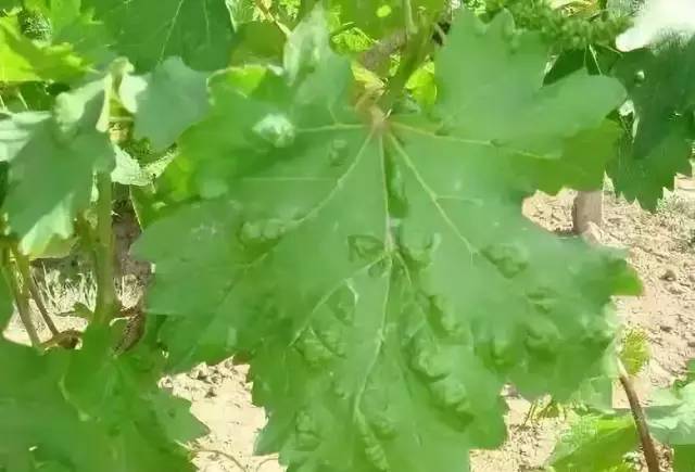 葡萄从萌芽到开花,要注意这8种病虫害,你怎么看?