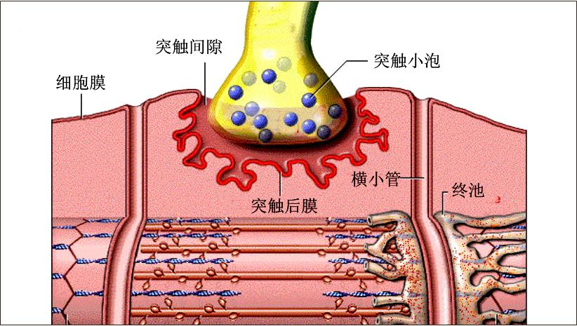 医学史上的3月26日农药中毒和神经肌肉接头机制的发现