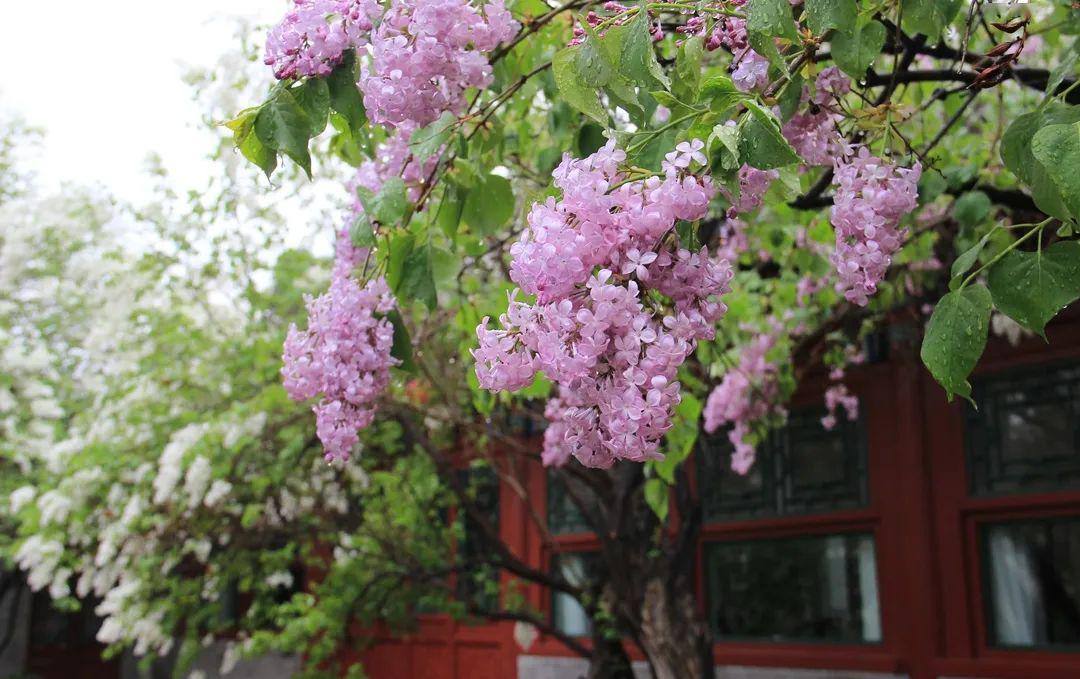 咏白丁香细雪新开蕊绽香,分心碧翡叶飘芳.