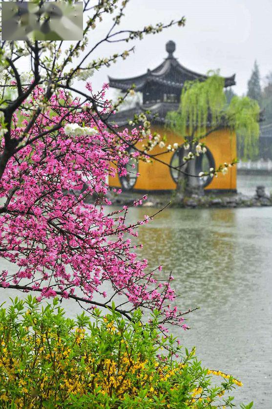 烟花三月下扬州|寻一处静谧,赶一场春雨……最新雨景图出炉!