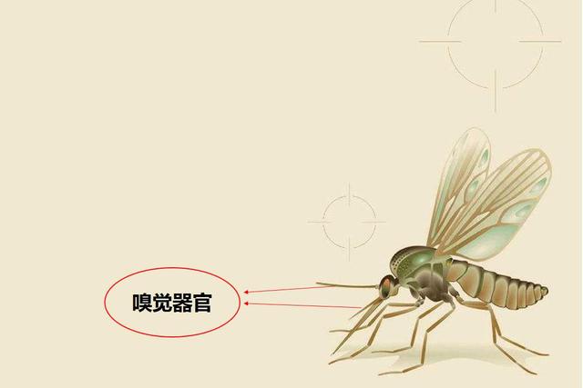 #蚊子#宝宝长了一些小包咋办？医生：这4招有效防止蚊虫叮咬