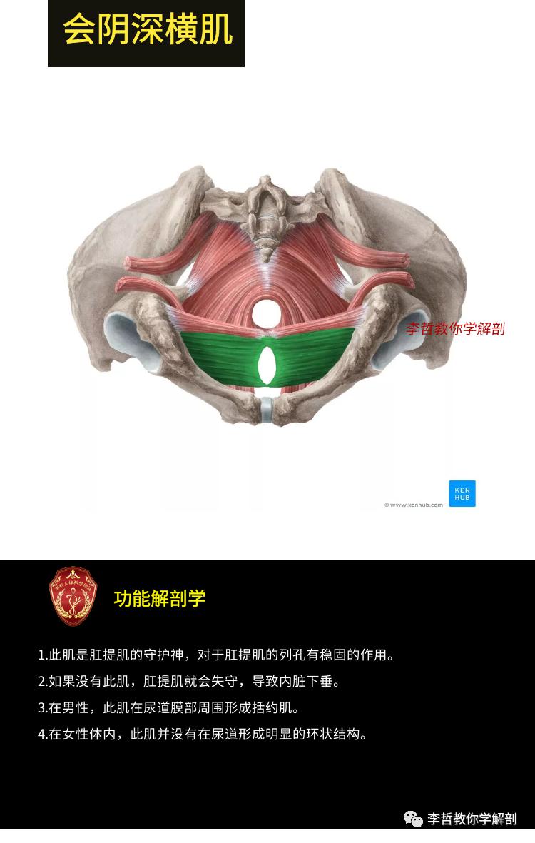 盆底肌的功能解剖学破解10大盆底肌肉的秘密