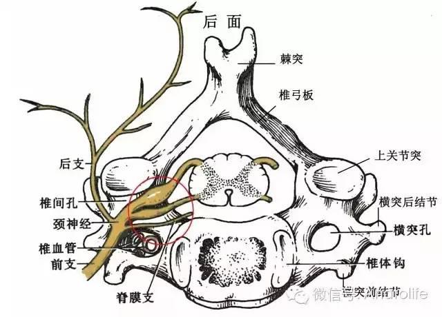 钩椎关节(luschka关节):3rd-7th颈椎的下位椎体钩与上位椎体的唇缘