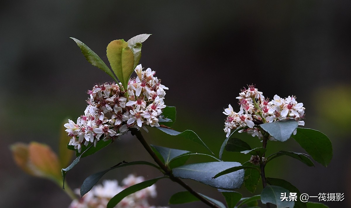 被人忽略的野花——春花树,它才是真正的春花