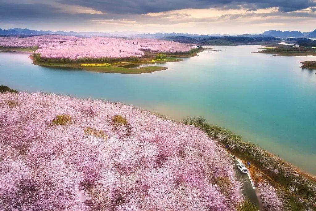 平坝樱花园