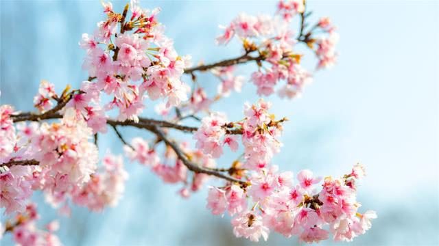 属蛇人好运壁纸,65年属蛇微信头像 吉利 本周属蛇人终于迎来属于自己的好运,心情愉悦.