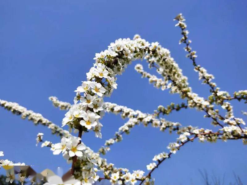 春已至,花已开一切美好都将到来江南大学,在等你…图文来源:江南