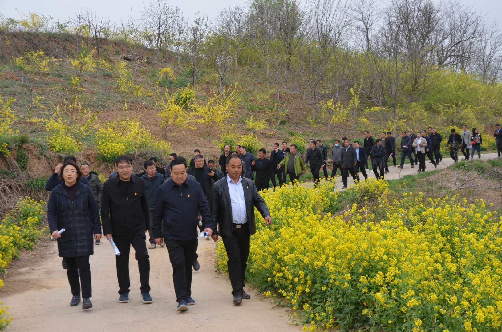 卢氏县举行春季连翘产业现场观摩交流会_范里镇