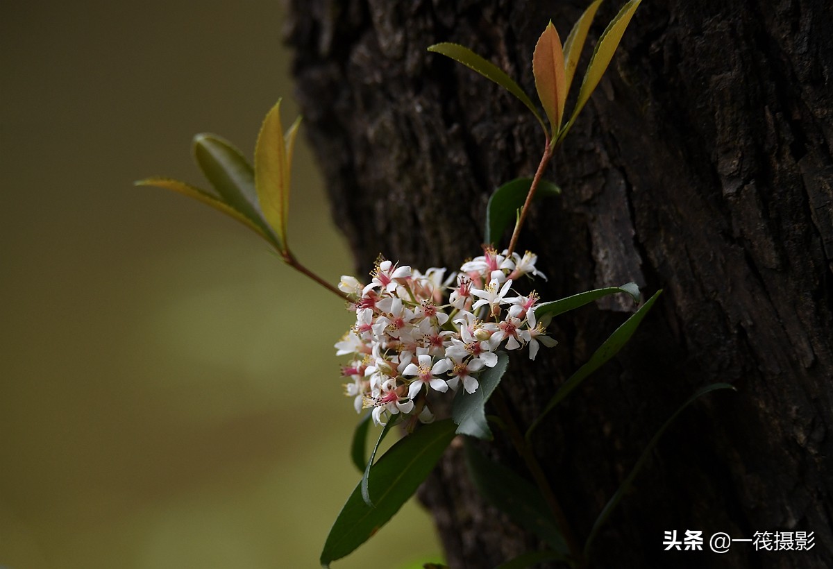 被人忽略的野花——春花树,它才是真正的春花