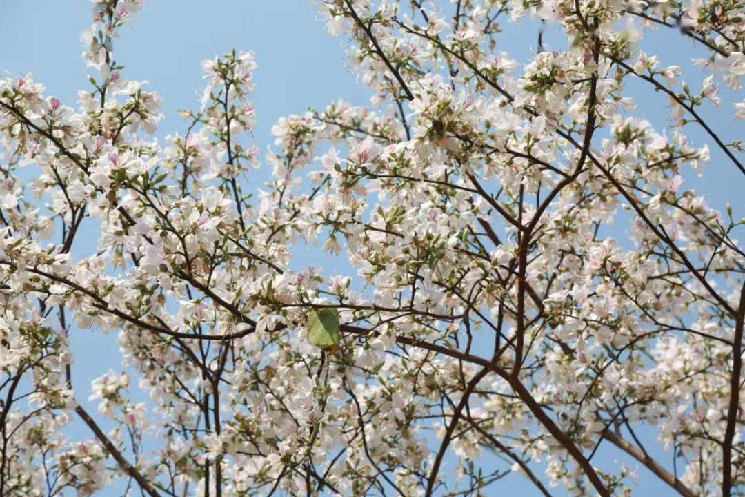 白露花开幸福来  各得其乐处处春