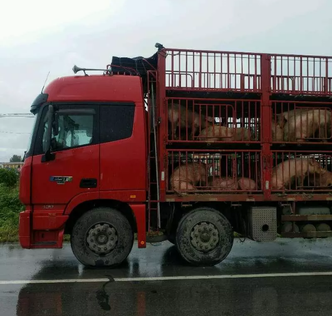 一辆拉猪车一拉就是几十头猪,空间本就狭小,而猪的粪便,尿液都排泄在