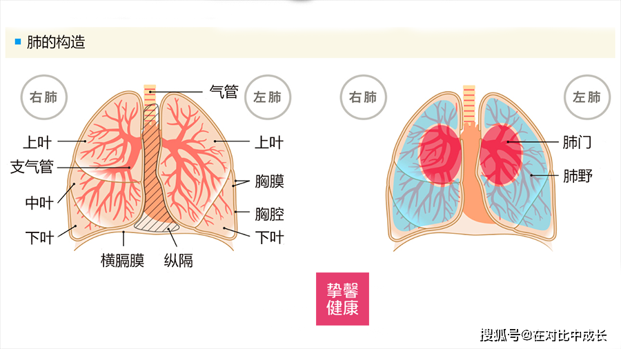 肺泡就像小袋子,肺部由无数个小袋子组成,并具有柔软的海绵状结构.