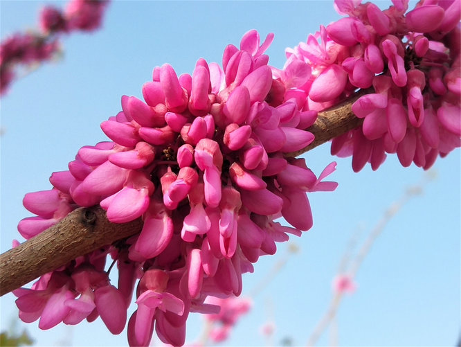 风吹紫荆树 花开满园春（组图）