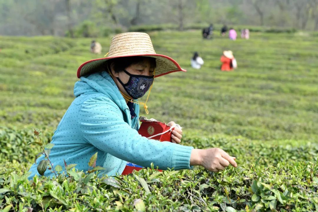 保康官山世外茶源开园采茶