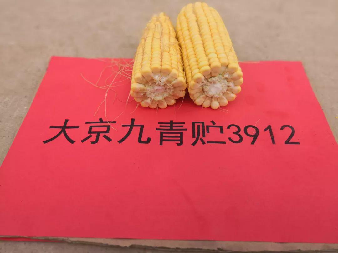 黄淮海夏播品种大京九青贮3912写真